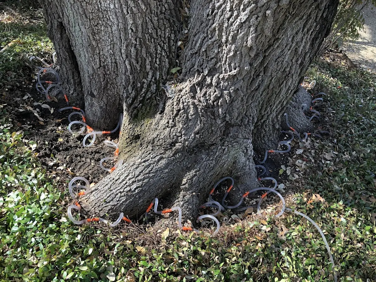 Detailed Tree Cabling and Bracing job site in Glenwood
